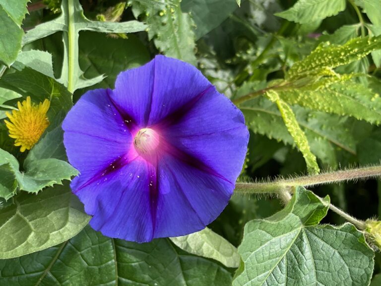 La confiance en soi et la sophrologie