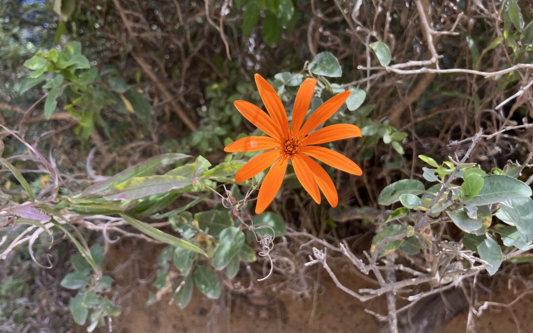 Phytothérapie & Aromathérapie