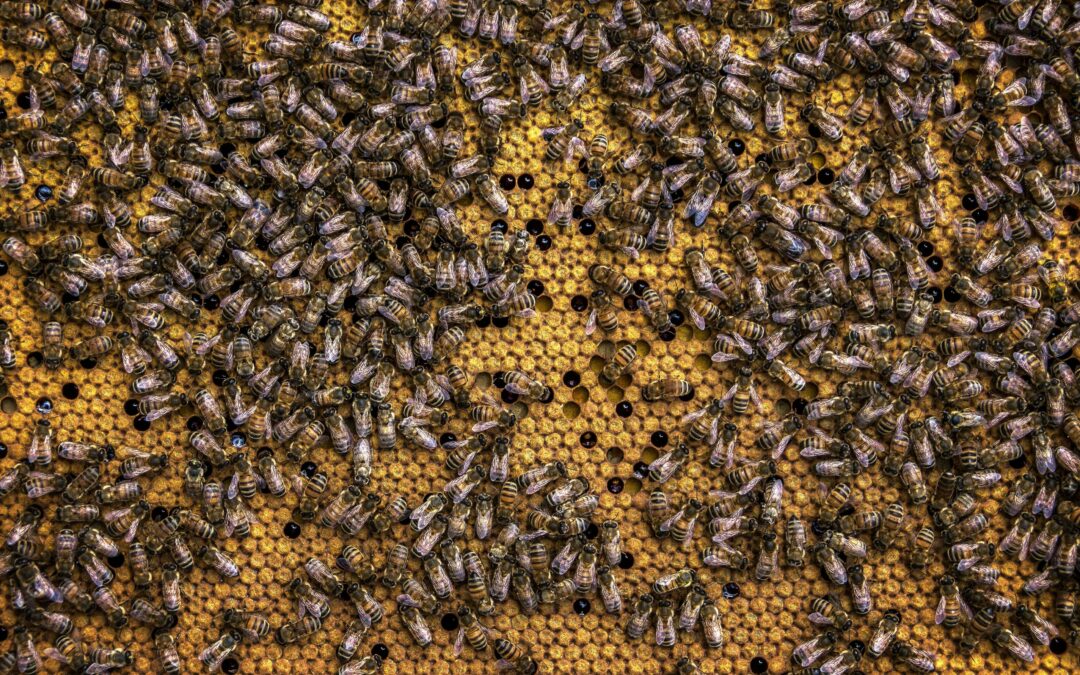 Formation Apithérapie